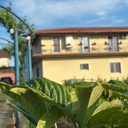 Marku - Mrizi I Zanave Fishte